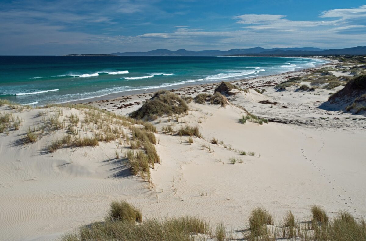 Surf Tasmania