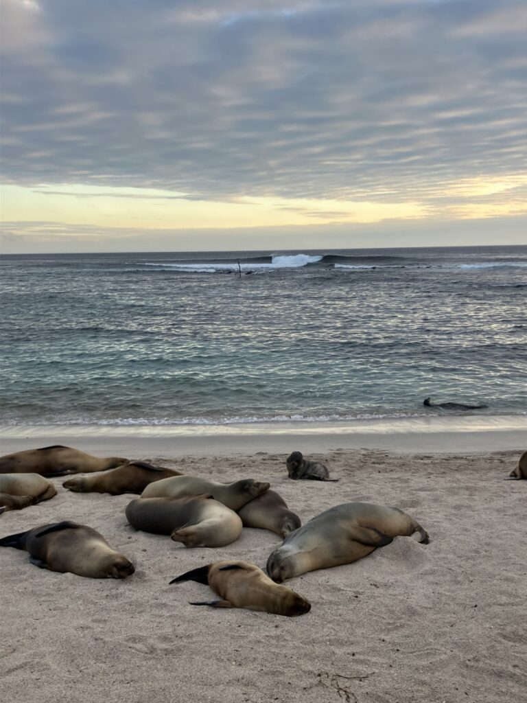 Surf Galapagos La Loberia