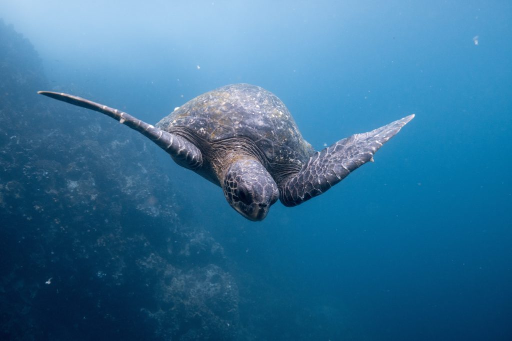 Galapagos surf