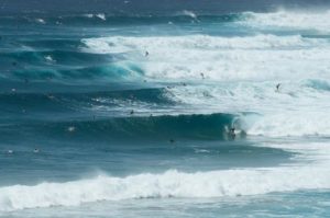 Kirra Gold Coast surf