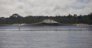 Pororoca tidal wave surf