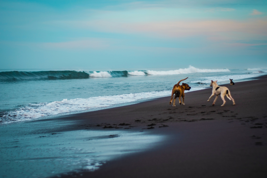 Surfing in Guatemala